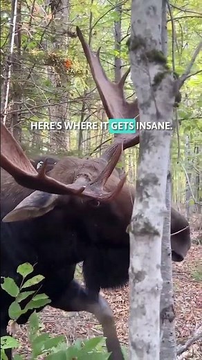 Why Moose Are More Dangerous Than Grizzly Bears 😳