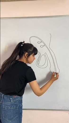 How to draw Male #Reproductive​ System Step by step for beginners ||Class 10th Science biology|