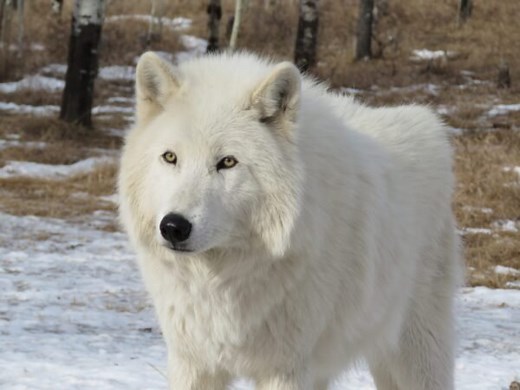 Arctic Wolf Facts For Kids - All About Arctic Wolves
