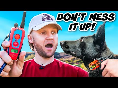 E Collar Training HACKS For BEGINNERS