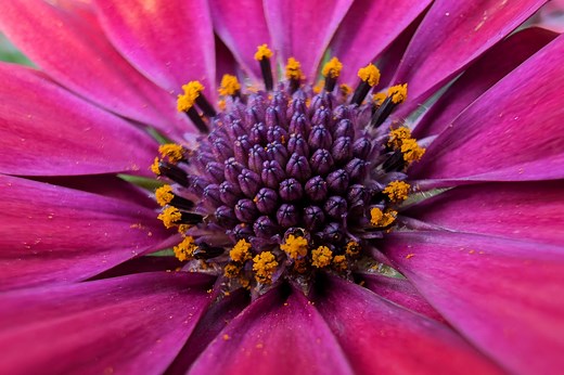 The Best Macro Photography Tips and Techniques