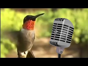 Hummingbird Sounds