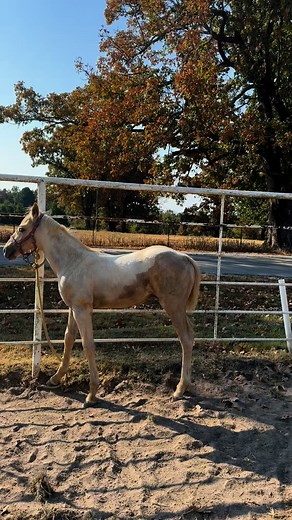 Looking for a stallion prospect with color, conformation, and a pedigree to match?✨ How about 9 of them? ✨ Killian Quarter Horses has the stallion prospects you’ve been waiting for this year—don’t miss out!📞Contact Tim Killian for more information at 870-373-1026Check out the catalog online at:https://ofbahorsesale.com/wp-content/uploads/2025/07/2025-Catalog.pdf#k2ranch #LegendaryStake #ofbahorsesale #KillianQuarterHorses #AQHA #RanchLife #belegendary #BeLegendary #horsesale #CowhorseProspect #
