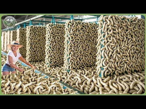 How Billions of Silkworms Are Raised & Processed For Silk – Massive Silk Cocoons Harvesting