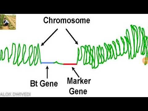 Genetic Marker RFLP, AFLP AND RAPD,SSR SNPs