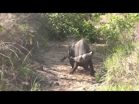 Mark Sullivan Buffalo Charge