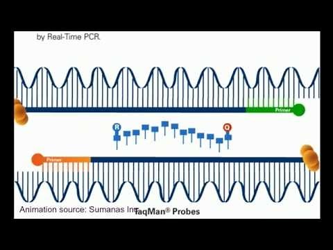 qPCR technique animation tutorial