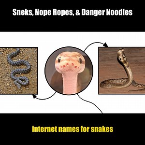 4.2K reactions · 21K shares | Sneks, Nope Ropes, & Danger Noodles....