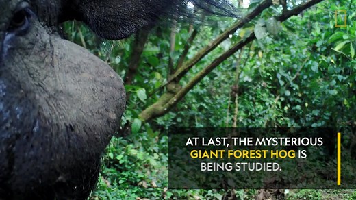 3.7K views · 39 reactions | Hylochoerus meinertzhageni is rarely seen, and when it is it's by poachers, rather than scientists. These cameras caught a group of these huge animals going about their daily business. | National Geographic UK | Facebook