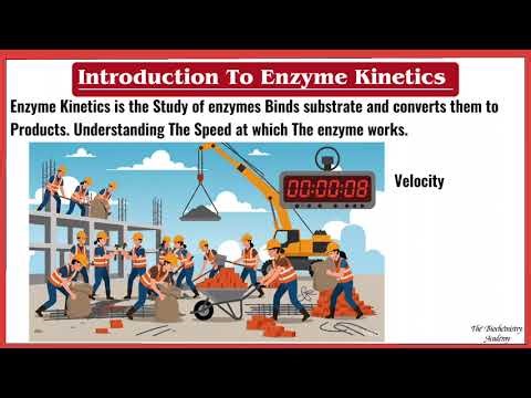 Introduction To Enzyme Kinetics | The Biochemistry Academy.
