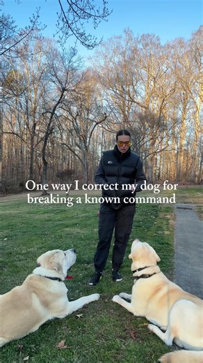 Effective Dog Training Tips for Labrador Puppies