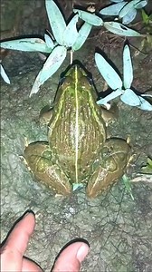 Funny COMEDY Video of Cute Frogs Being Caught