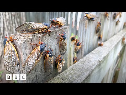 Why 2024's cicada emergence is so rare | BBC Global