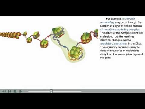 DNA Packaging Animation | chromatin, histone and nucleosome modifications