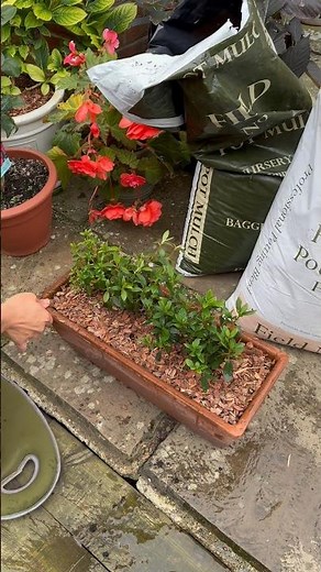 Planting Dwarf Azalea