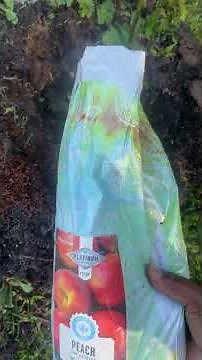 How To Plant A Peach Tree