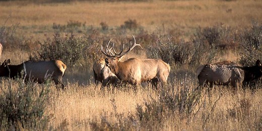 Top 20 Big Game Hunting Ranches For Sale - Mirr Ranch Group