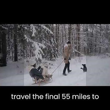 Balto: The Heroic Sled Dog Who Saved a Town" #What happened to Balto the sled dog