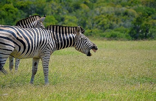 14 Animals That Laugh A Lot (With Pictures) - Animal Dome