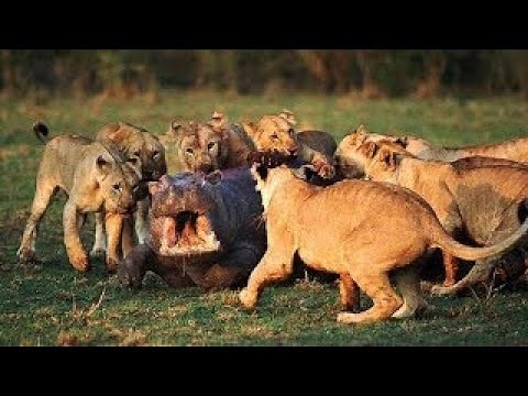 10 Most Amazing Big Cats Hunting Compilation [BEST OF]