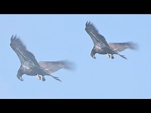 SWFL Eagles- E21 Lifts Off From The Nest Tree, Returns, & Leaves Again! #eagle #baldeagle #m15 #e21