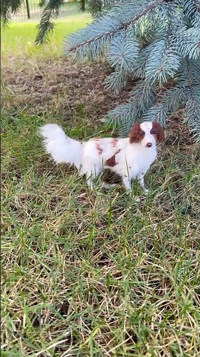 Realistic Needle Felted Dog 🐾 Handmade Miniature Art