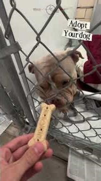 Meet These Sweet Adoptable Pets!🐾 | Orphans of the Storm