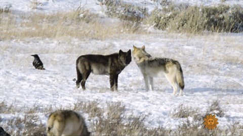 Nature: Wolves of Yellowstone
