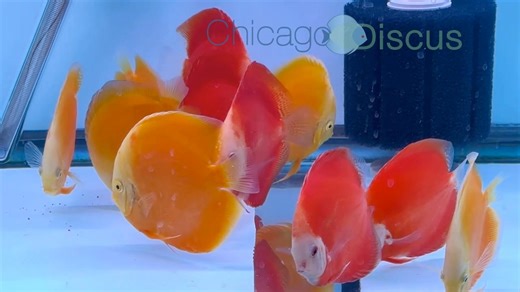 They are here! The holiday shipment from Robert Lim arrived safe and sound yesterday, and they are enjoying swimming in their new tanks. You can order before Christmas, but we can't release them until the following weekend when they are out of quarantine. Here are our new Fuji Reds and Yellow Valentines. The complete stock list and more videos will be posted over the weekend. | Chicago Discus