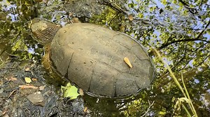 2.8K views · 50 reactions | The common snapping turtle (Chelydra...