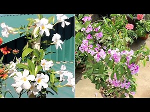 CHEAPEST DIY Trellis for Vines and Climbing Plants