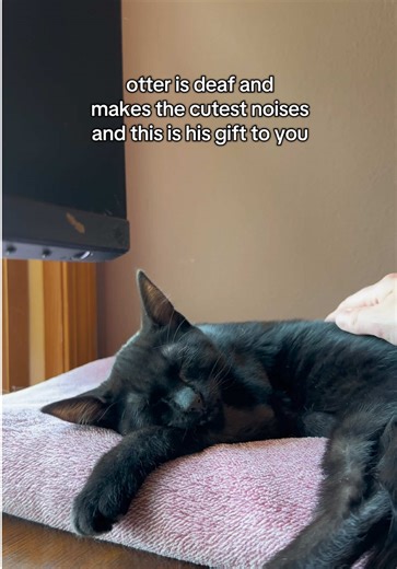 Deaf Cat's Adorable Noises for a Joyful Holiday