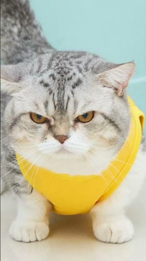 Munchkin Cats 101: Amazing Cat Facts In 60 Seconds 🐱🕒