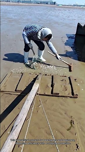 How to Efficiently Collect Clams on the Beach with Tools