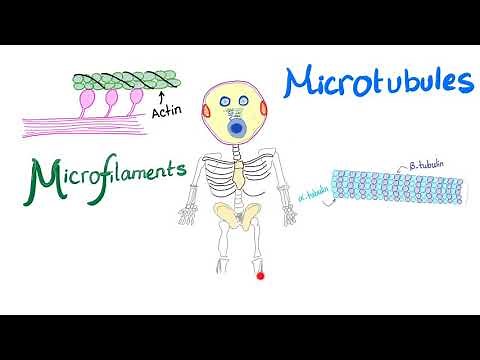 Microfilaments, Microtubules and Intermediate filaments - Cytoskeleton - Anatomy and Physiology