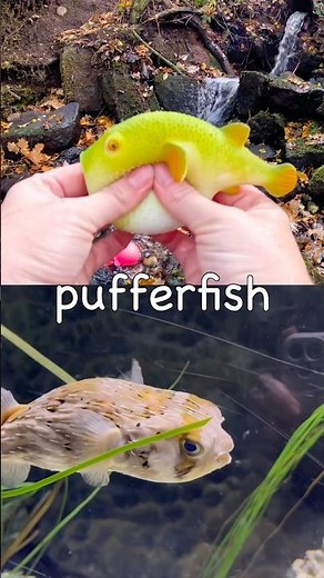 Learn Sea Animal Names at the Waterfall for Babies Kids: Seagull Pufferfish Shrimp Hammerhead Shark