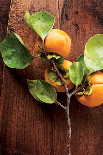 Yes, You Can Grow Persimmon Trees from Seed–Here's How