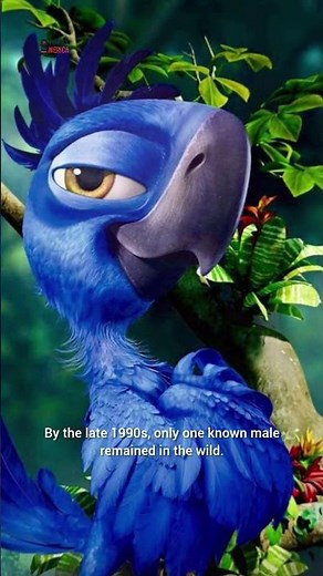 Back from Zero: The Spix’s Macaw’s Fragile Return