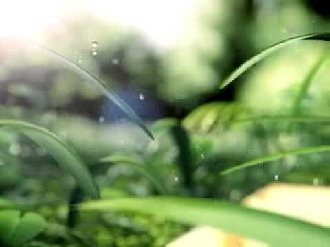 A Beautiful Nature ! With ANIMATION