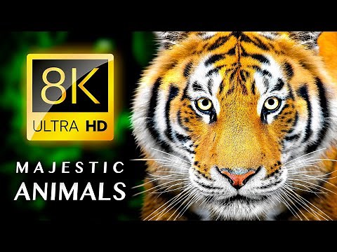 MAJESTIC ANIMALS 8K VIDEO ULTRA HD