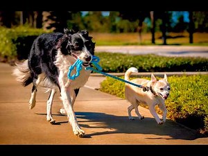 World’s Funniest Pets 🤣 | Best Pet Videos 2025