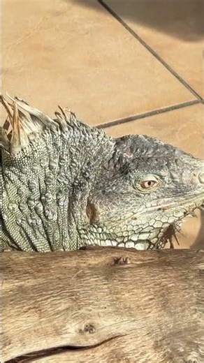 Iguanas: Size, Danger, & the Terrifying Truth