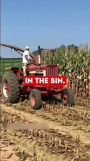 Farmall 806: Tractor Big Field Muscle #tractors