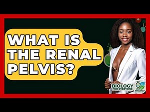 What Is The Renal Pelvis? - Biology For Everyone