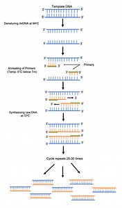 Polymerase Chain Reaction Overview and Applications