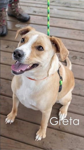 This week's featured adoptable dogs!
