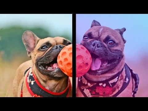 This Is How Dogs Actually See the World: Understanding Their Vision