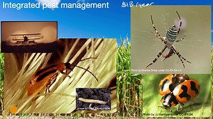Integrated pest management