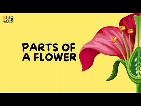Parts of a Flower for Kids | Easy Science Lesson | Learn Flower Parts & Functions