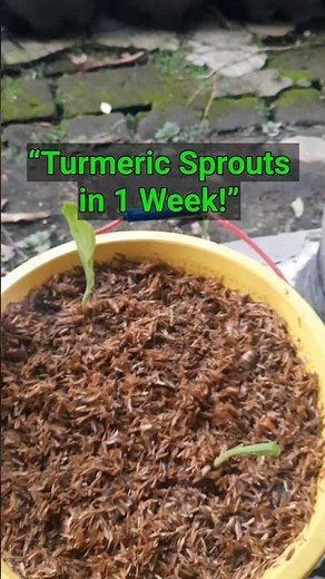 “Turmeric Sprouts in 7 Days: 1-cm Water Method for Faster Growth”
